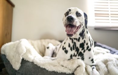 low purine dry dog food
