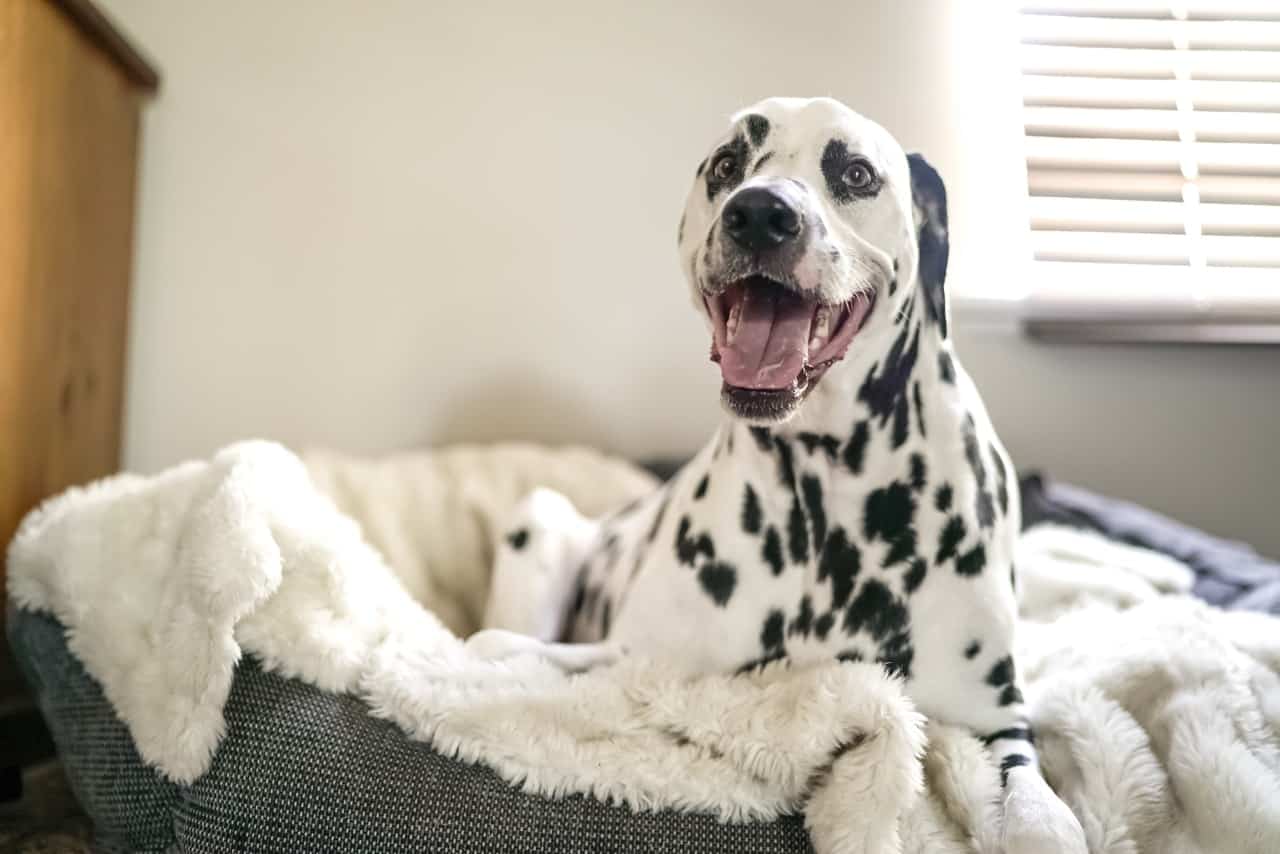 Best Dog Food For Dalmatians  2018 Guide  Pet Food Reviewer