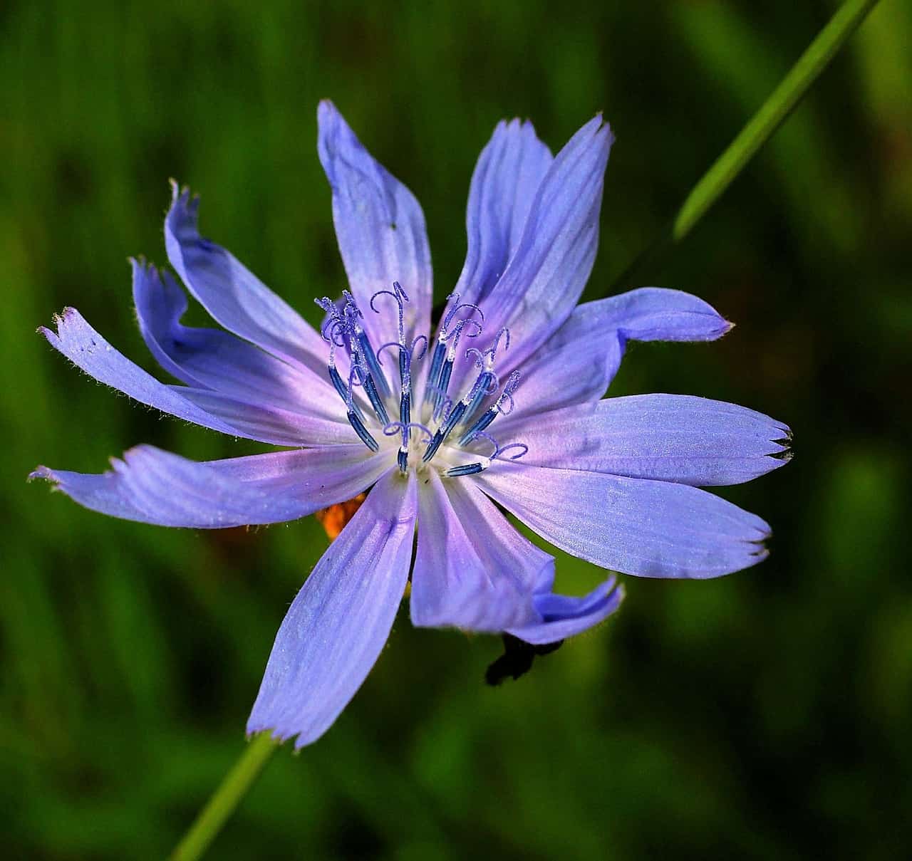 Dried Chicory Root In Dog Food - Pet Food Reviewer