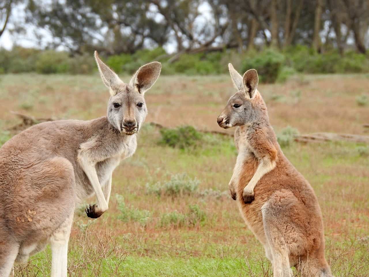 royal canin kangaroo diet