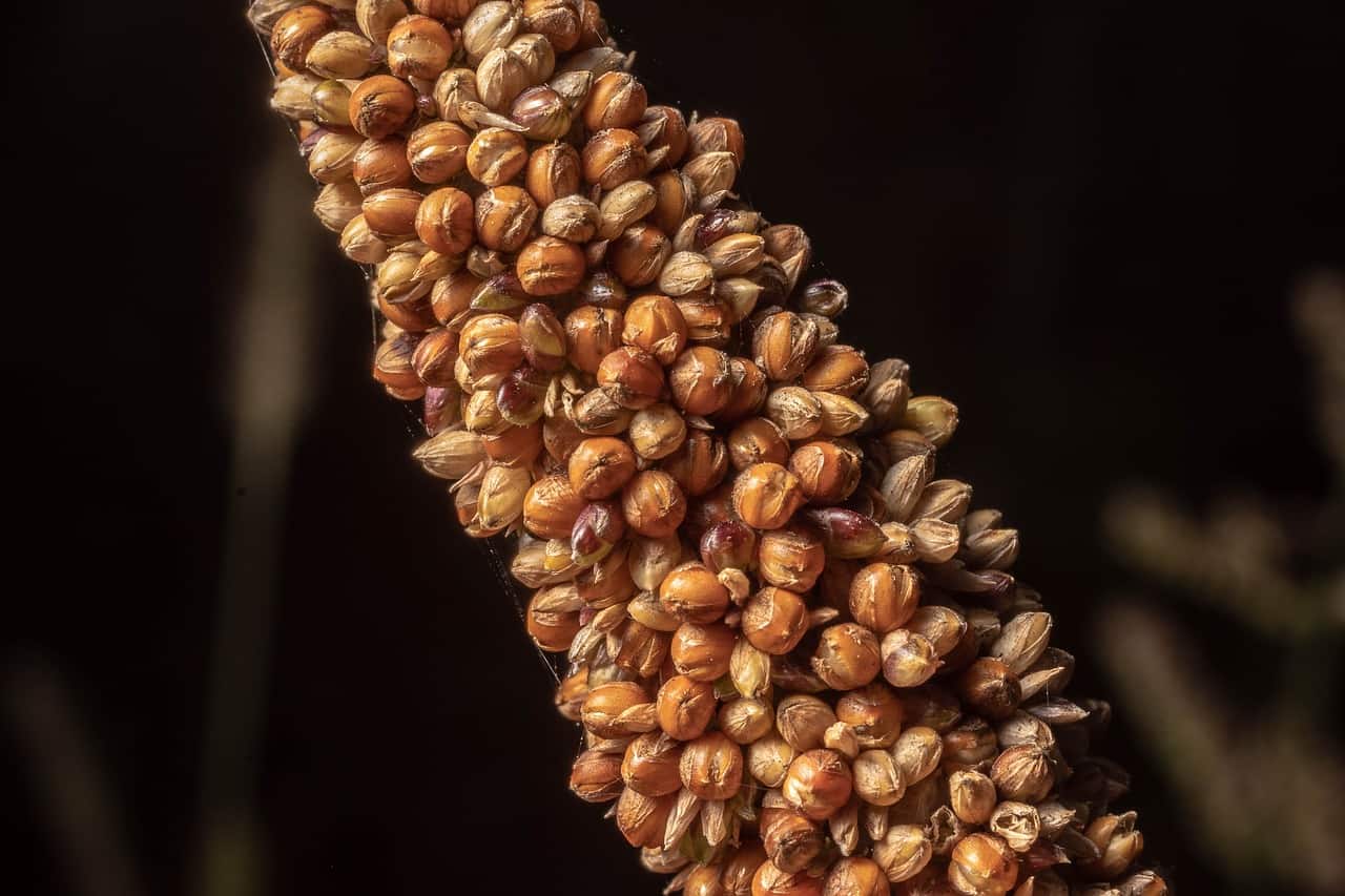 millet in dog food