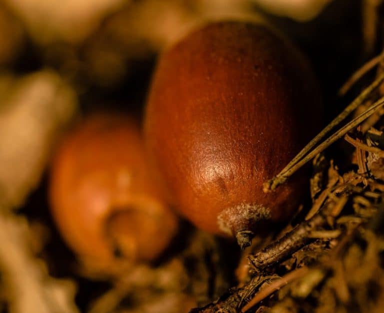Can Dogs Eat Acorns? - Pet Food Reviewer