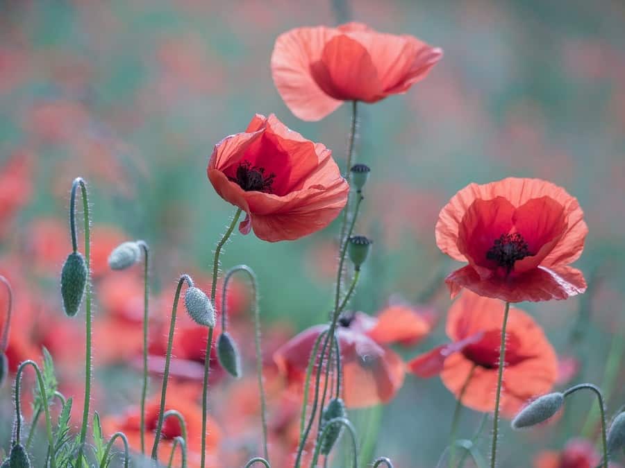 Can Dogs Eat Poppy Seeds?